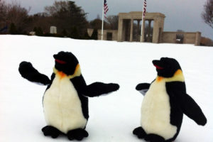 Two king penguins, Dalton and Craig, in Agawam Park in Southampton