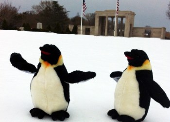Two king penguins, Dalton and Craig, in Agawam Park in Southampton