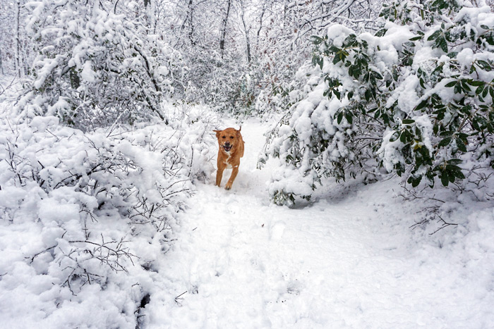 Dog in the snow