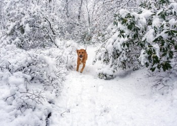 Dog in the snow