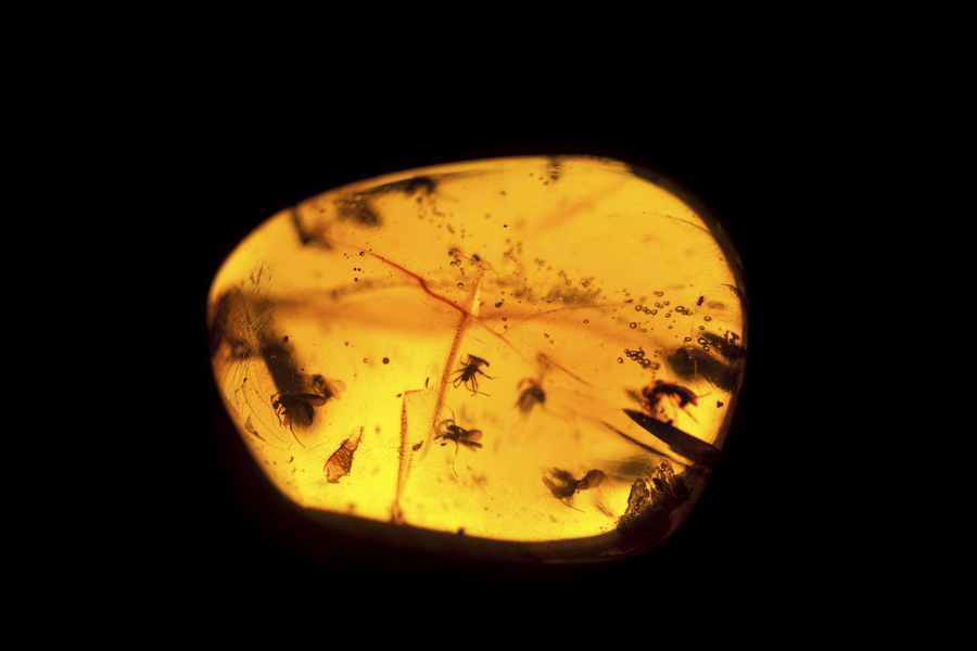 Insects trapped in amber