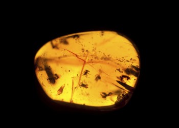 Insects trapped in amber