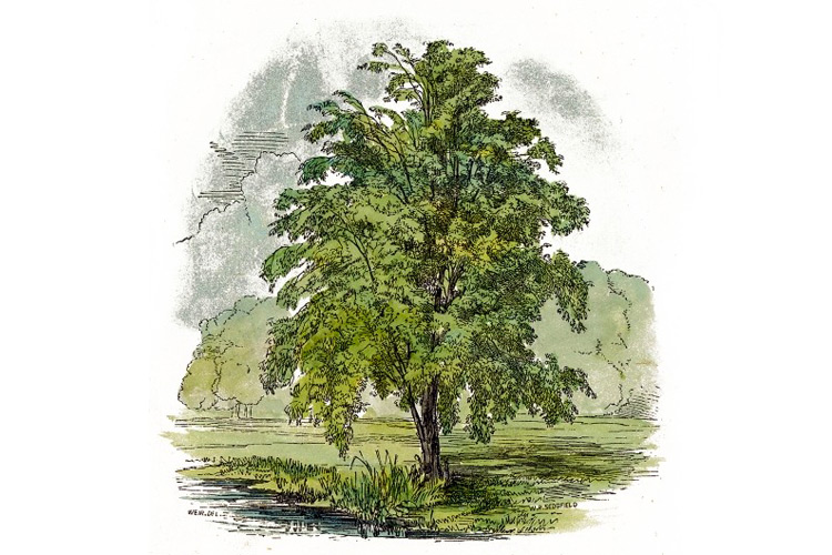 Amy Zerner Fashion Sense Grounding Tree