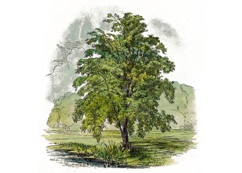 Amy Zerner Fashion Sense Grounding Tree