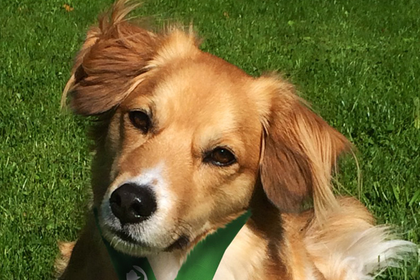 Charlie, the winner of ARF's Best Looking Mutt Contest for 2015