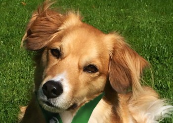 Charlie, the winner of ARF's Best Looking Mutt Contest for 2015