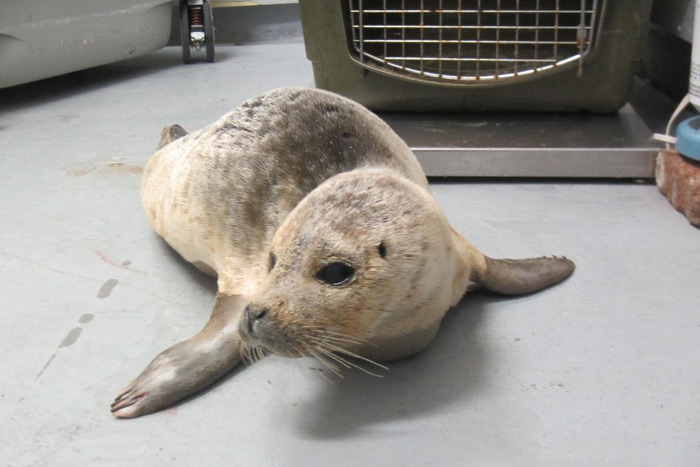 The Riverhead Foundation will release Apollo the harbor seal on Sunday, April 3