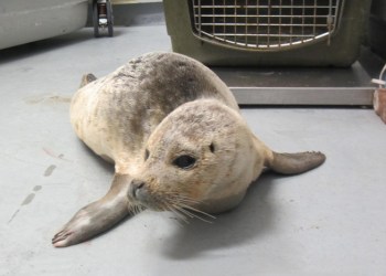 The Riverhead Foundation will release Apollo the harbor seal on Sunday, April 3