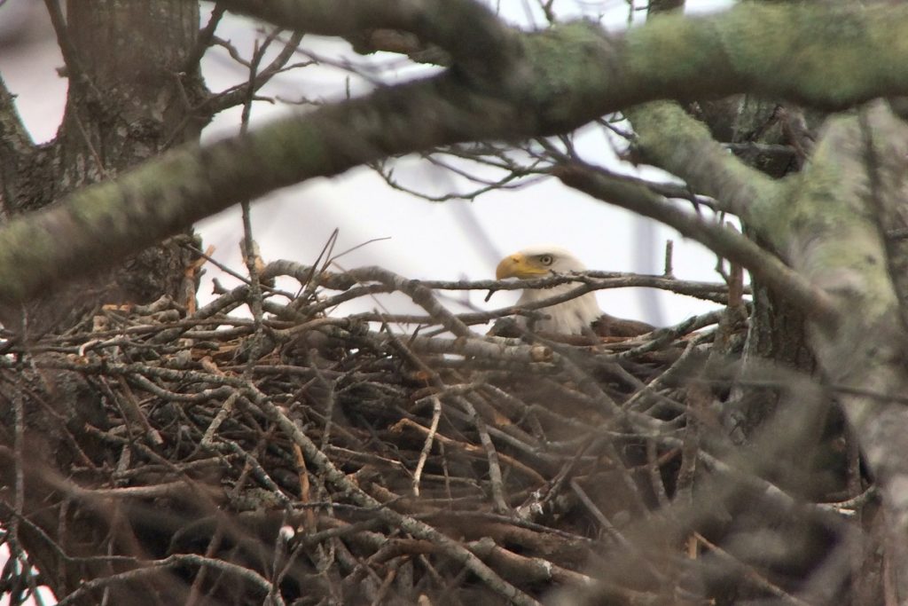 Nesting Eagle at Mashomack preserve Shelter Island.