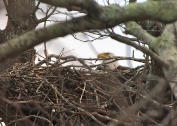 Nesting Eagle at Mashomack preserve Shelter Island.
