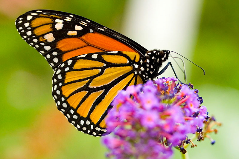 Monarch butterfly on a flower