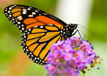 Monarch butterfly on a flower