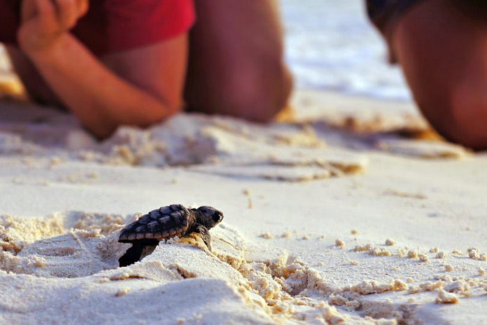 Baby Turtle Hatchling