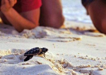 Baby Turtle Hatchling