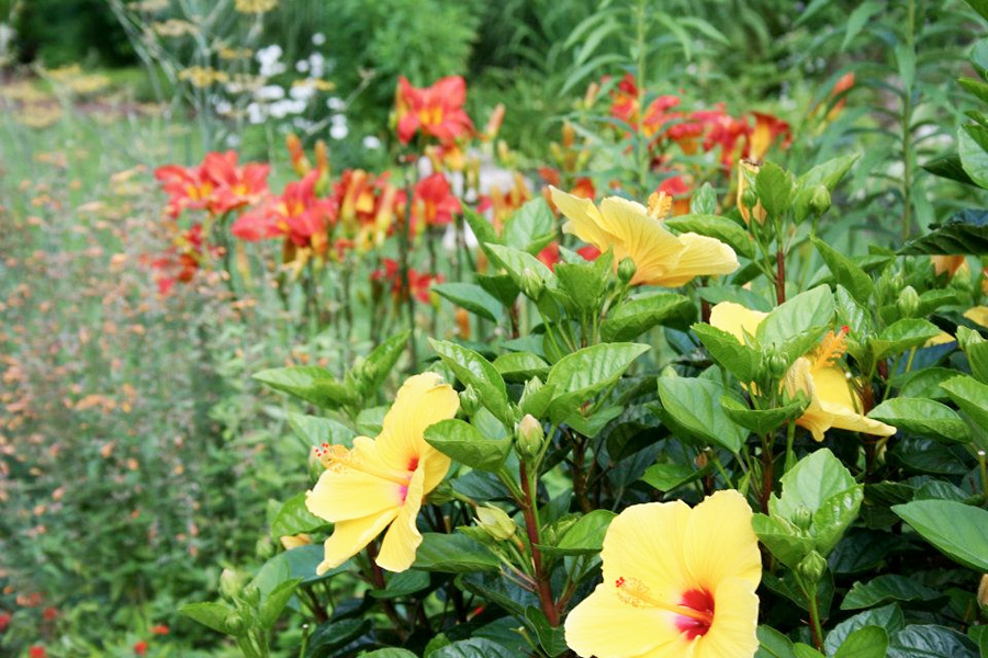 Native plantings from the Barefoot Gardener