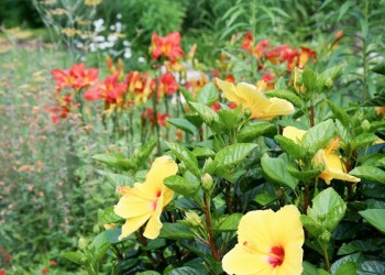 Native plantings from the Barefoot Gardener