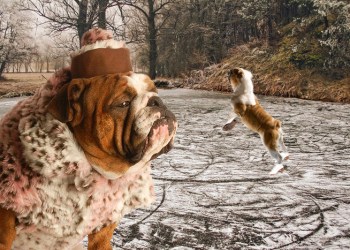 Is Barksana Baiul the next great dog figure skater?