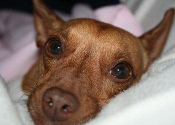 Baxter knows the importance of a loving pet/owner relationship