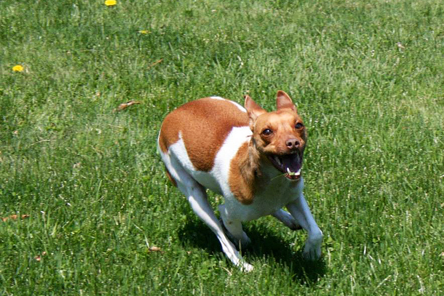 Baxter enjoys open space to run!