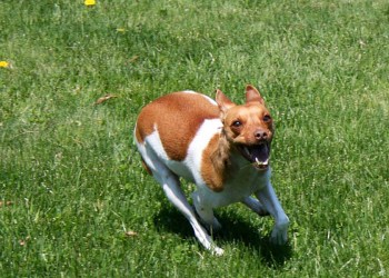 Baxter enjoys open space to run!