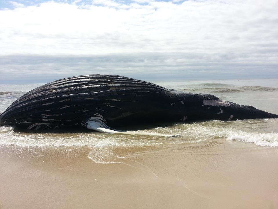 Beached Whale in Quogue