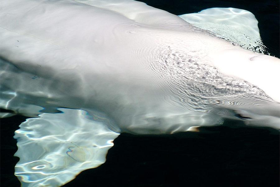 Beluga Whale Close Up