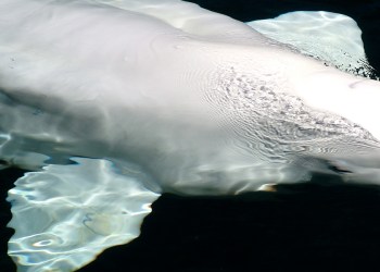 Beluga Whale Close Up