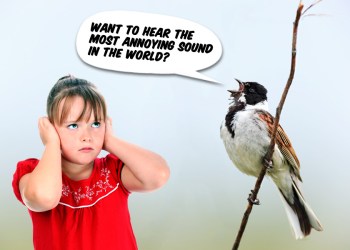 Annoying bird song Police Blotter