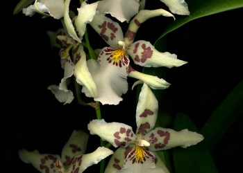 Bllra.Pacific Pastel ‘Massive’ Tulla Booth