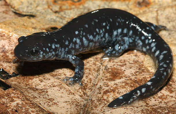 Blue-Spotted Salamander