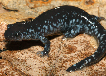 Blue-Spotted Salamander