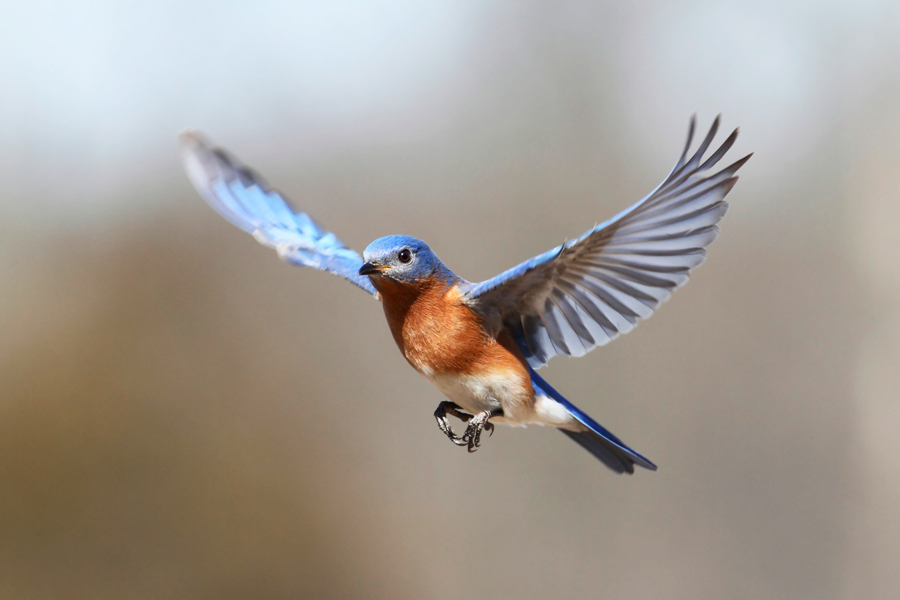 Bluebird in flight