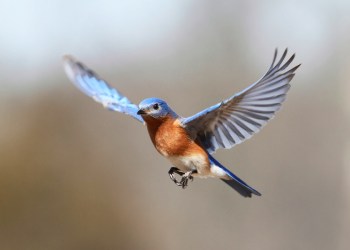 Bluebird in flight
