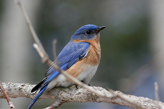 Eastern Bluebird