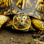 Turtles need help in the Hamptons