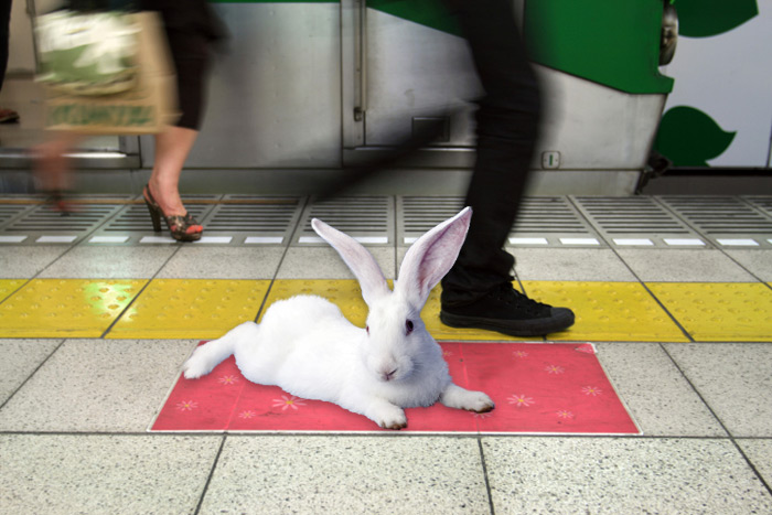 Bunny on the Hamptons Subway