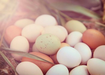 Cage-free eggs are the way of the future
