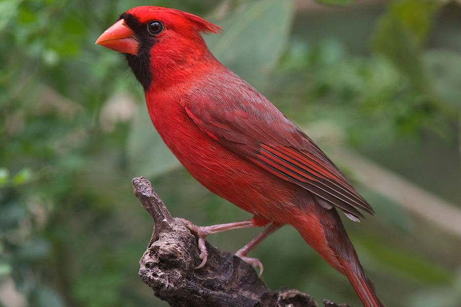 Cardinal for Sheltered Islander