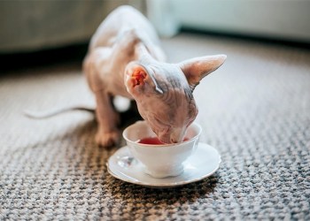Fluffy enjoys some Apollo Peak cat wine