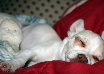 Charlie Sleeping Soundly