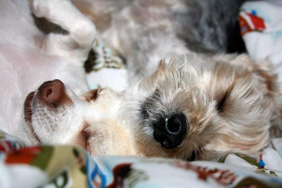 Hamptons pups Charlie and Terry take a nap