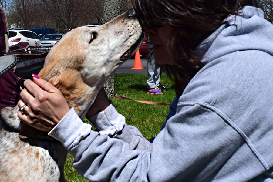 Charlotte the tree-walking coonhound finds a home