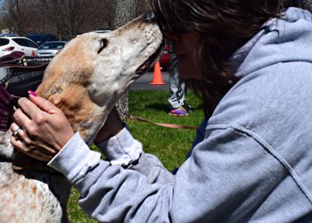 Charlotte the tree-walking coonhound finds a home