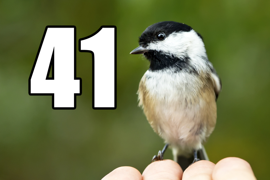 Chickadee in hand