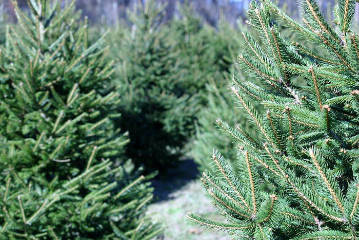 Christmas tree farm