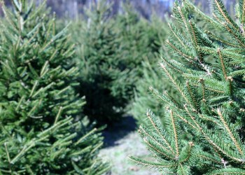 Christmas tree farm