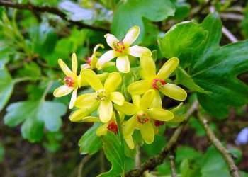 Clove currant flowers