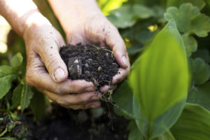 Composting makes you rich with soil!