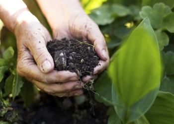 Composting makes you rich with soil!
