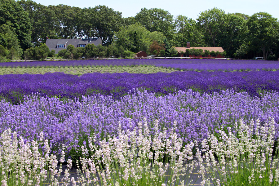A sea of purple at Lavender By the Bay in Calverton